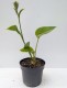 Funkia, hosta ogrodowa ELEGANS - sadzonka