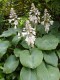 Funkia, hosta ogrodowa ELEGANS - sadzonka