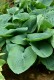 Funkia, hosta ogrodowa ELEGANS - sadzonka
