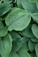 Funkia, hosta ogrodowa ELEGANS - sadzonka