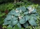 Funkia, hosta ogrodowa ELEGANS - sadzonka