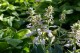 Funkia, hosta ogrodowa ELEGANS - sadzonka