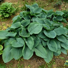 Funkia, hosta ogrodowa ELEGANS - sadzonka