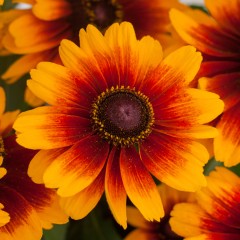 Rudbekia SmileyZ KISSING - sadzonka 2 l