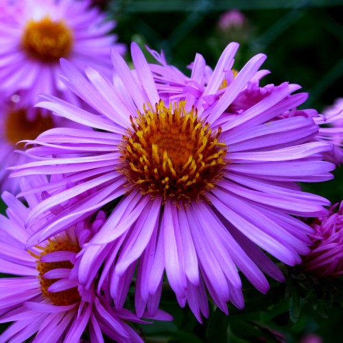 Aster nowoangielski PURPLE DOME - sadzonka