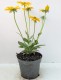 Rudbekia Kick-Start PASSION - sadzonka 2 l