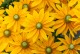 Rudbekia Kick-Start PASSION - sadzonka 2 l