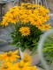 Rudbekia Kick-Start PASSION - sadzonka 2 l