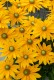 Rudbekia Kick-Start PASSION - sadzonka 2 l