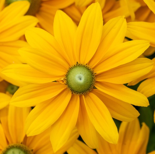 Rudbekia Kick-Start PASSION - sadzonka 2 l