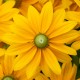 Rudbekia Kick-Start PASSION - sadzonka 2 l