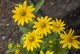 Rudbekia Kick-Start PASSION - sadzonka 2 l
