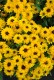 Rudbekia Flamenco YELLOW - sadzonka 2 l