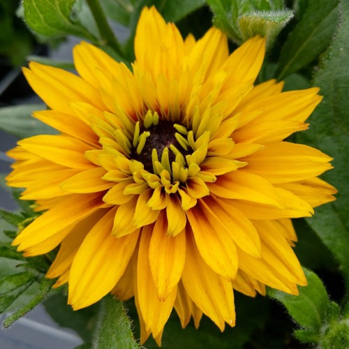 Rudbekia Flamenco YELLOW - sadzonka 2 l