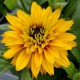 Rudbekia Flamenco YELLOW - sadzonka 2 l
