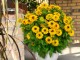 Rudbekia Flamenco YELLOW - sadzonka 2 l