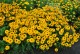 Rudbekia Flamenco YELLOW - sadzonka 2 l