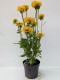 Rudbekia Flamenco YELLOW - sadzonka 2 l