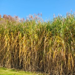 Miskant giganteus olbrzymi MEIDL - duże sadzonki