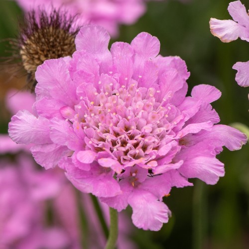 Driakiew gołębia Flutter ROSE PINK - sadzonka 2 l
