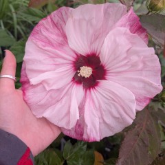 Hibiskus bagienny, bylinowy, błotny CHERRY CHOCO LATTE - sadzonka