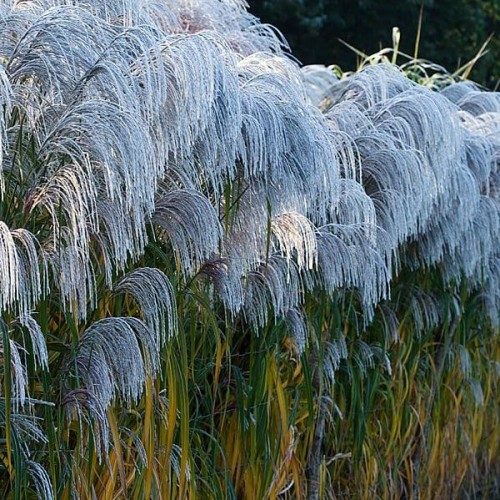 Kwiatostany Jesienna miskanta MEMORY