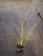 Sadzonka Miskanta GRACILLIMUS
