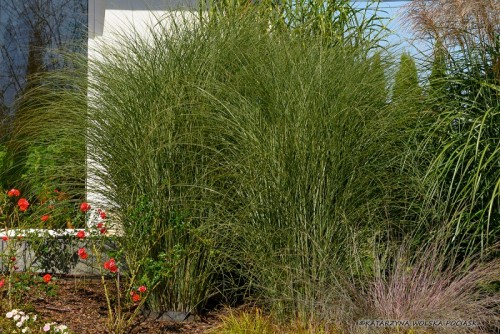 Kępa Miskanta GRACILLIMUS