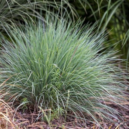 Palczatka miotlasta PRAIRIE BLUES - trawa niebieska