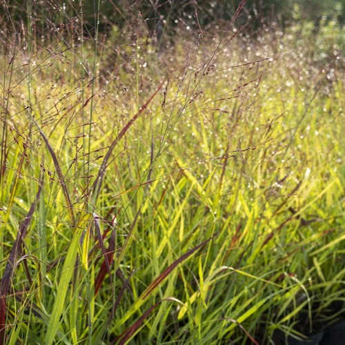 Proso rózgowate SHENANDOAH - trawy ozdobne