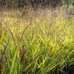 Proso rózgowate SHENANDOAH - trawy ozdobne