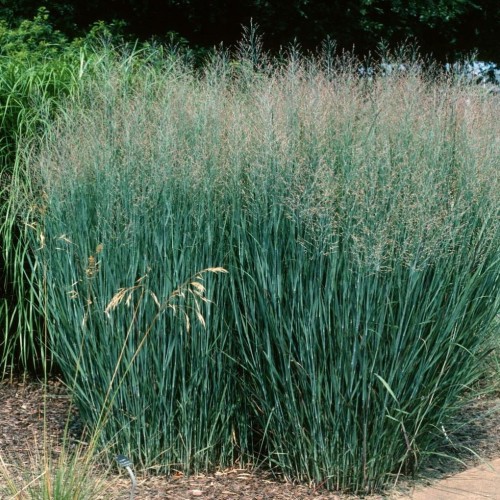 Proso rózgowate Heavy Metal - trawa ozdobna