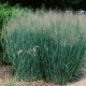 Proso rózgowate Heavy Metal - trawa ozdobna