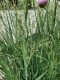 Proso rózgowate Heavy Metal - trawa ozdobna