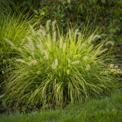 Rozplenica HAMELN GOLD japońska - trawa piórkówka sadzonki