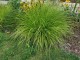 Rozplenica HAMELN GOLD japońska - trawa piórkówka sadzonki
