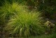 Rozplenica HAMELN GOLD japońska - trawa piórkówka sadzonki