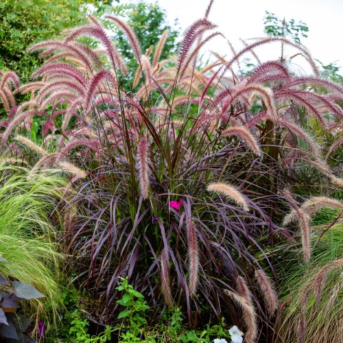 Rozplenica szczecinkowata RUBRUM - czerwona trawa piórkówka sadzonki