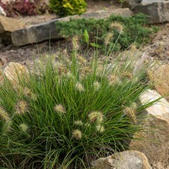 Rozplenica LITTLE BUNNY japońska - trawa piórkówka sadzonki