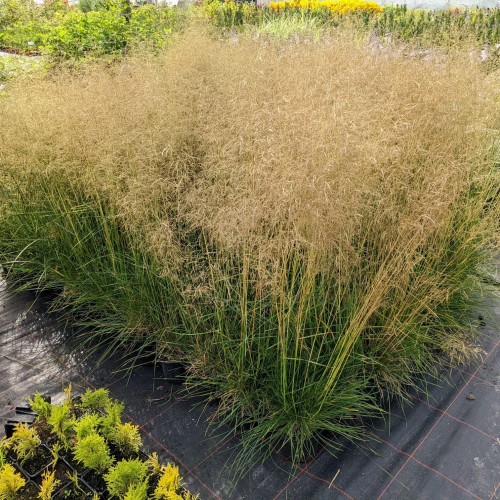 Śmiałek darniowy GOLDSCHLEIER - złocista trawa ozdobna
