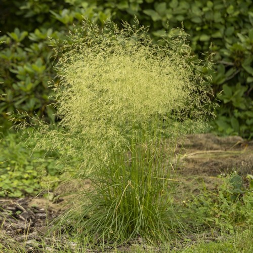 Śmiałek darniowy TARDIFLORA - srebrzysta trawa ozdobna