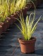 Acorus gramineus OBOROZUKI - tatarak trawiasty
