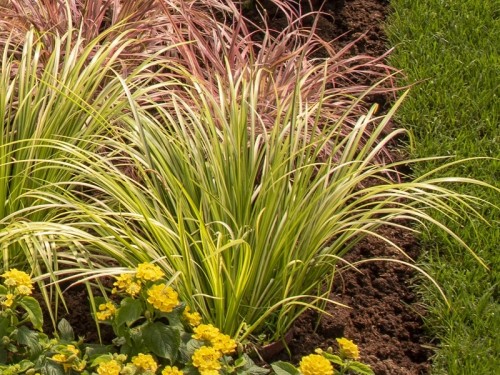 Acorus gramineus OBOROZUKI - tatarak trawiasty