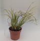 Tatarak trawiasty GOLDEN DELIGHT - acorus gramineus