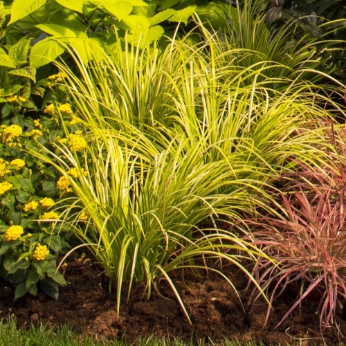Tatarak trawiasty GOLDEN DELIGHT - acorus gramineus