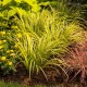 Tatarak trawiasty GOLDEN DELIGHT - acorus gramineus
