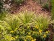 Tatarak trawiasty GOLDEN DELIGHT - acorus gramineus
