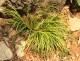 Tatarak trawiasty GOLDEN DELIGHT - acorus gramineus