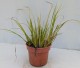 Tatarak trawiasty GOLDEN DELIGHT - acorus gramineus
