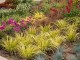 Tatarak trawiasty GOLDEN DELIGHT - acorus gramineus
